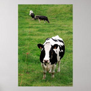 Holstein cow poster
