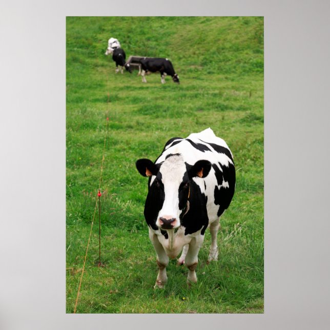 Holstein cow poster (Front)