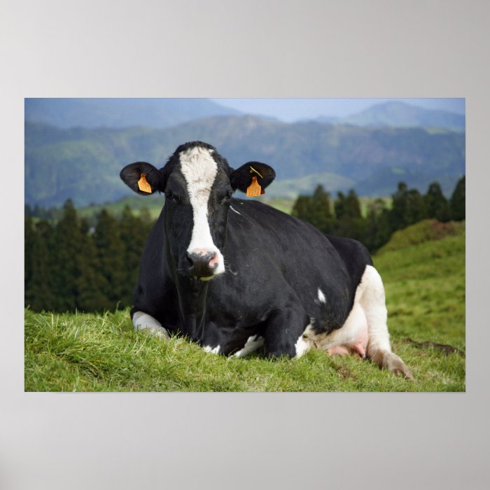 Holstein cow poster