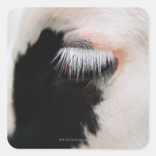 Holstein cow's face, close-up of eye square sticker