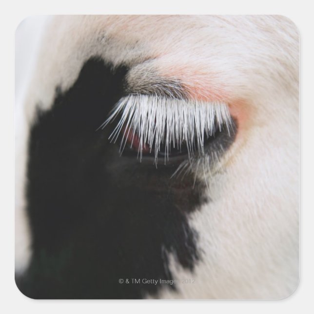 Holstein cow's face, close-up of eye square sticker (Front)