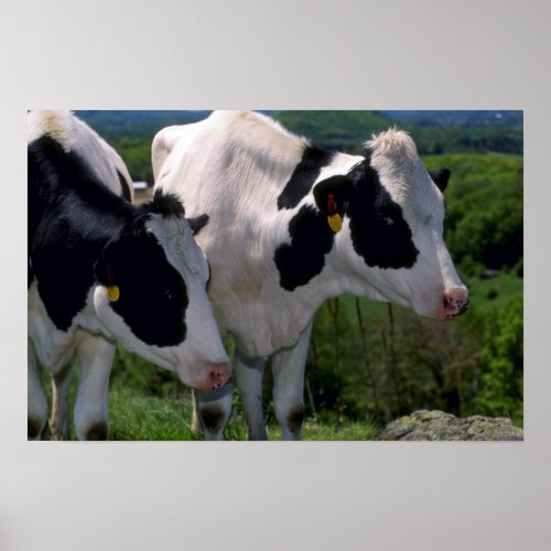 Holstein Dairy Cattle Poster
