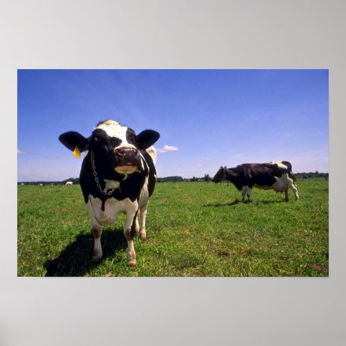 Holstein Dairy Cattle Poster