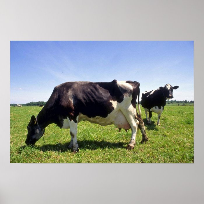 Holstein Dairy Cattle Posters
