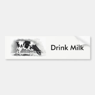 Holstein Dairy Cow: Pencil Drawing: Drink Milk Bumper Sticker