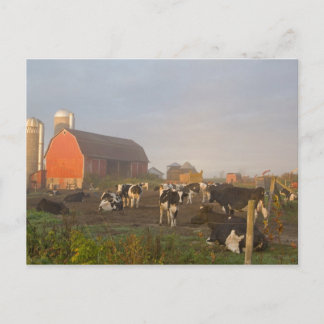 Holstein dairy cows outside a barn at sunrise postcard