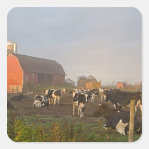Holstein dairy cows outside a barn at sunrise square sticker