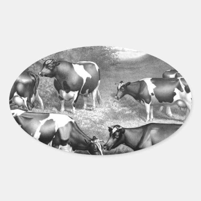 Holstein fresian cows fresian cows oval sticker (Front)