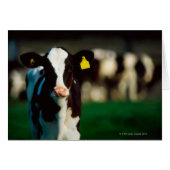 Holstein-Friesian calf (Front Horizontal)