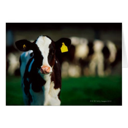 Holstein-Friesian calf Cards (Front Horizontal)