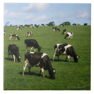 Holstein-Friesian cattle, Ireland Ceramic Tile
