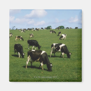 Holstein-Friesian cattle, Ireland Magnet