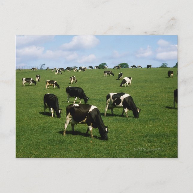 Holstein-Friesian cattle, Ireland Postcard (Front)