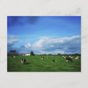 Holstein-Friesian Cattle near Thurles, Co Postcard