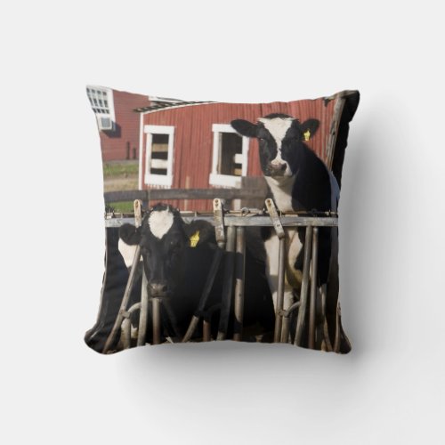 Holsteins at Boggy Meadow Farm in Walpole New Throw Pillow