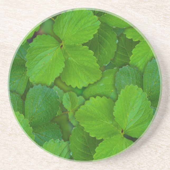 Holy Basil Tulsi Green Mint Leaves Drink Coaster (Front)