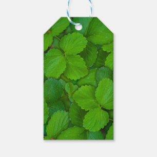 Holy Basil Tulsi Green Mint Leaves Gift Tags