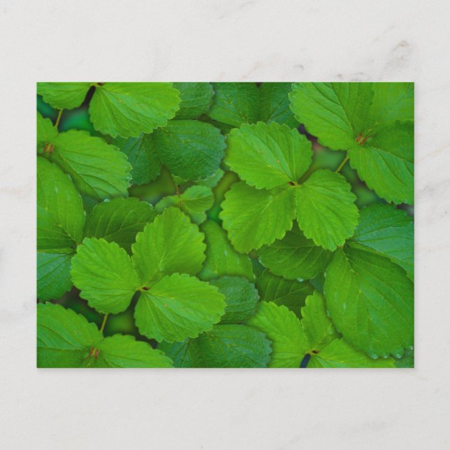 Holy Basil Tulsi Green Mint Leaves Postcard (Front)
