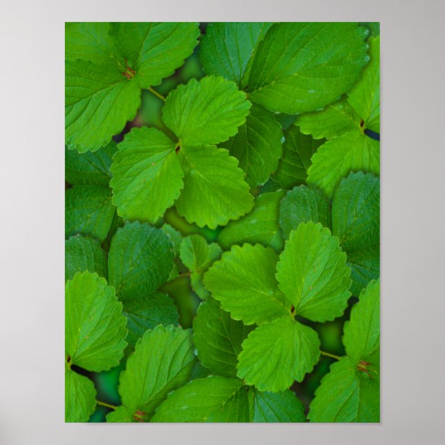 Holy Basil Tulsi Green Mint Leaves Poster (Front)
