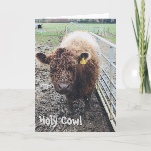 Holy Cow Card (Front)