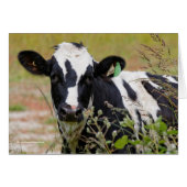 Holy Cow! It's a Holstein Friesian! (Front Horizontal)