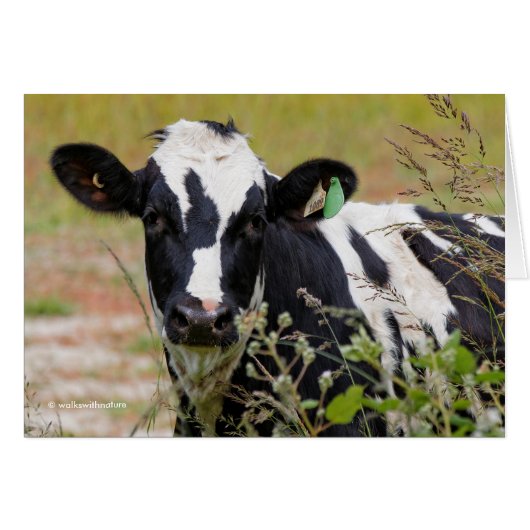 Holy Cow! It's a Holstein Friesian! (Front Horizontal)