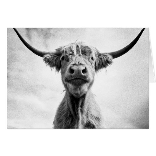 Holy Cow Mesotint Style Art Photography L (Front Horizontal)