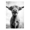 Holy Cow Mesotint Style Art Photography