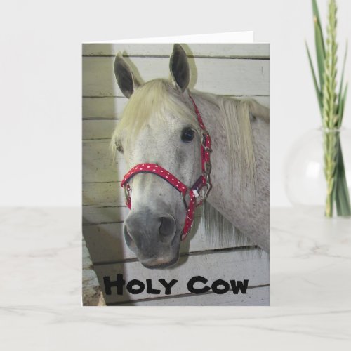 HOLY COW SAYS YOUNG FILLY HAPPY BIRTHDAY CARD