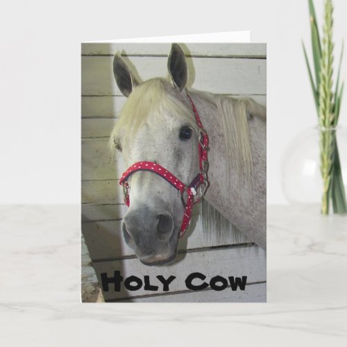 HOLY COW YOUNG FILLY HAPPY BIRTHDAY CARD