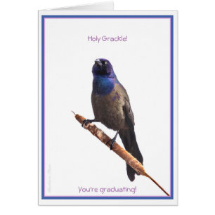 Holy Grackle! You're graduating: Cards