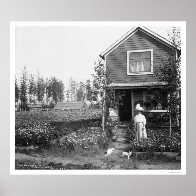 Home Cats Fairbanks Alaska 1916 Poster (Front)