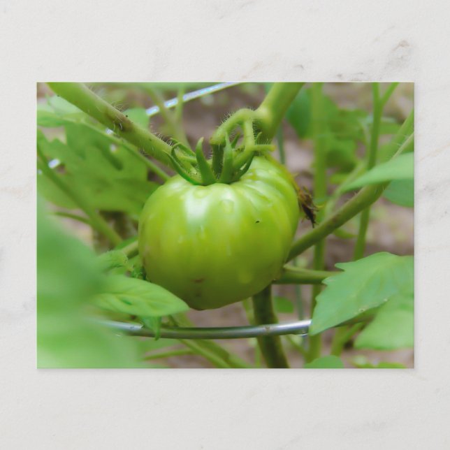 Home Grown Green Tomatoes Post Card (Front)