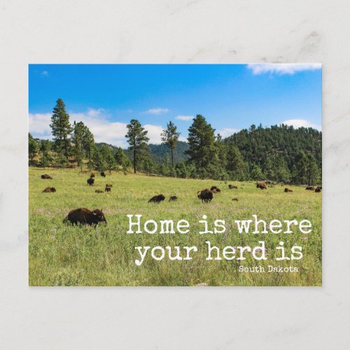 Home is Where Your Herd Is_South Dakota Post Card