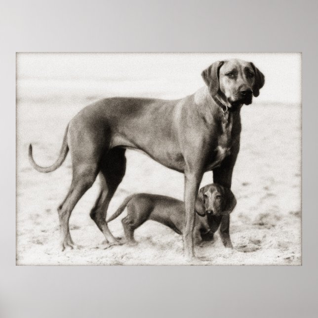 homeland security poster (Front)