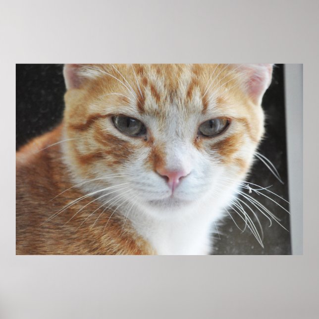 homeless cat behind the window poster (Front)