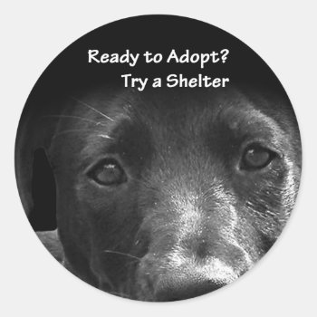 Homeless Pet Adoption Stickers Dog by katz_d_zynes at Zazzle