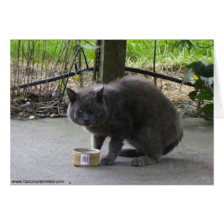 Homeless Tom Cat Cards