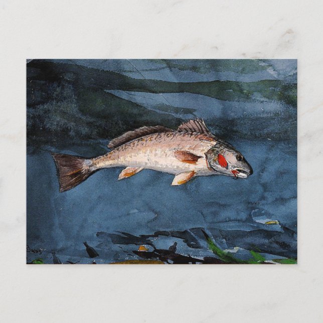 Homer - Channel Bass, Florida Postcard (Front)