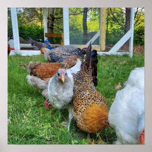 Homestead chickens in a row natural fun poster