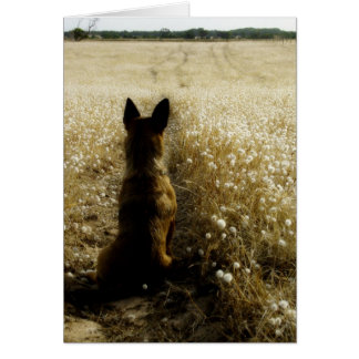 Homeward Bound Cards