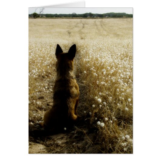 Homeward Bound Cards (Front)