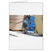 Homing Pigeon (Front)