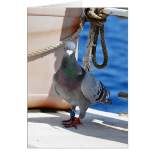 Homing Pigeon Cards