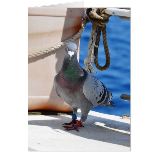 Homing Pigeon Cards (Front)