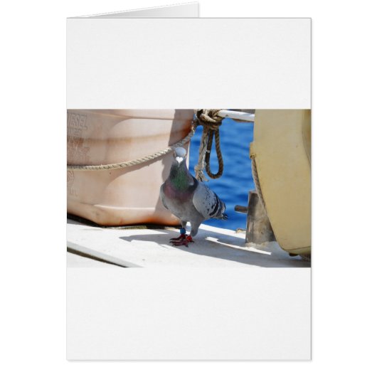 Homing Pigeon Cards (Front)