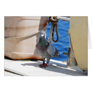 Homing Pigeon Cards