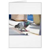 Homing Pigeon On A Yacht (Front)