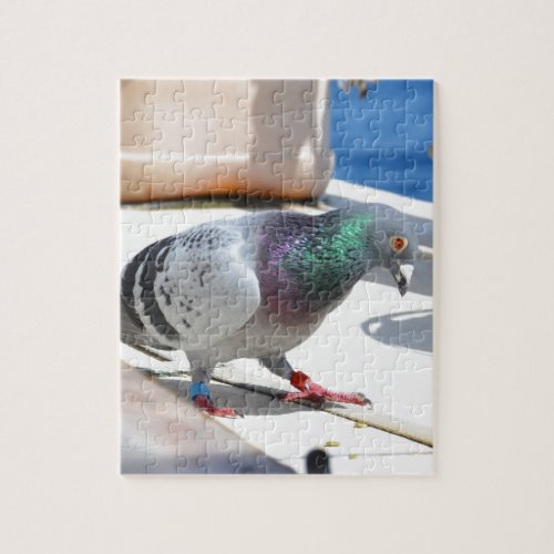 Homing Pigeon On A Yacht Jigsaw Puzzle