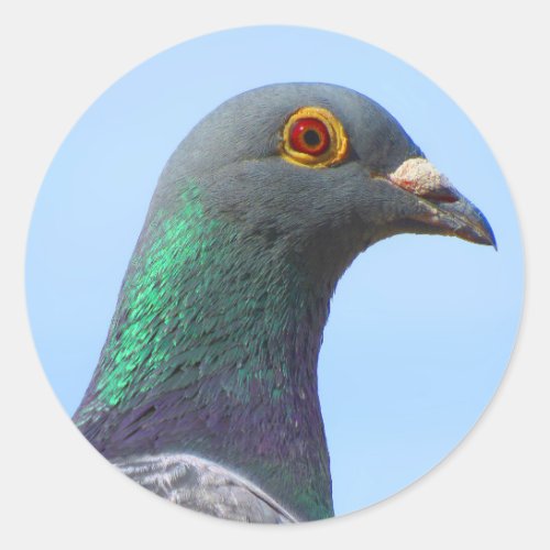 Homing Pigeon Round Sticker